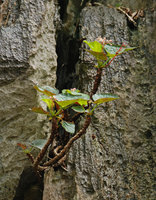 Begonia elnidoensis, light brown leaved individual, El Nido, Palawan, Philippines