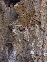 Begonia elnidoensis, old dried and new fleshy stems, El Nido, Palawan, Philippines
