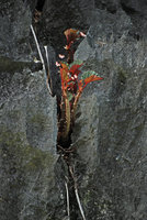 Begonia elnidoensis, red underleaf individual, El Nido, Palawan, Philippines