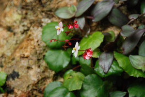 Begonia tabonensis, flowers, Tabon Cave, Lipuun Point, Palawan, Philippines