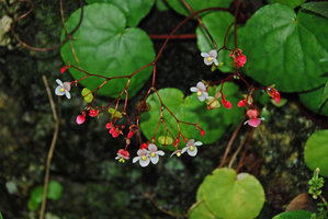 Begonia tabonensis, inflorescence, Tabon Cave, Lipuun Point, Palawan, Philippines