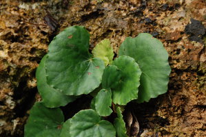 Begonia tabonensis, leaf detail, Tabon Cave, Lipuun Point, Palawan, Philippines