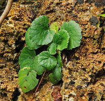 Begonia  tabonensis, Lipuun Point, Palawan, Philippines