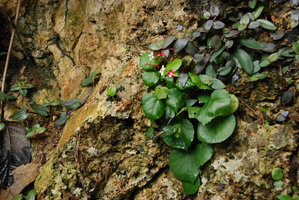Begonia  tabonensis and Cyanotis cristata on limestone sea cliff habitat, Tabon Cave, Lipuun Point, Palawan, Philippines