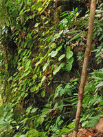 Begonia sp. peltate, population, Lake Kenyir, Trengganu, Malaysia