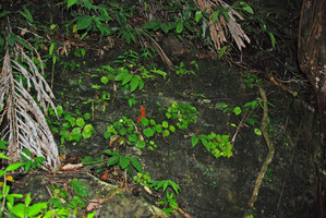 Begonia sp., waterfall, Quezon, Palawan, Mai 2011