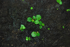 Begonia sp., waterfall, Quezon, Palawan, Mai 2011