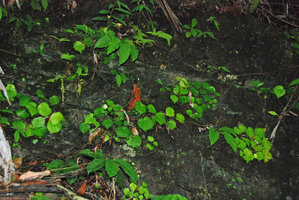 Begonia sp., waterfall, Quezon, Palawan, Mai 2011