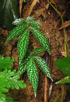 Begonia procridifolia with bright white refringent spots, Ngao waterfall, Ranong, Thailand