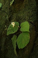 Begonia sp., male flower at anthesis of the whitish form, Putao, Kachin, Myanmar