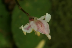 Begonia sp., male flower at anthesis, Putao, Kachin, Myanmar