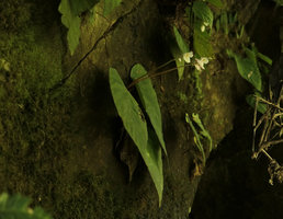 Begonia sp., male flowers, white form, Putao, Kachin, Myanmar