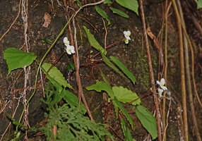 Begonia cf. muricata, creeping stem, long inflorescence peduncle and four tepaled male and female flowers, Danau Wai Ela, Lima, Ambon, Moluccas 