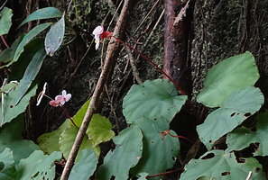 Begonia cf. muricata, long inflorescence peduncle and four tepaled male and female flowers, Danau Wai Ela, Lima, Ambon, Moluccas