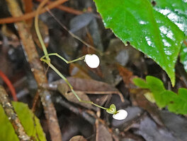 Begonia cf. muricata, male and female flowers, Saleman, Seram, Moluccas