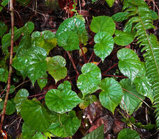 Begonia cf. muricata, rosetted habit with long petioled leaves, Saleman, Seram, Moluccas