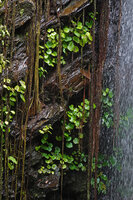 Begonia sp on vertical rock wall of Waisia waterfall, Seram, Moluccas