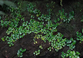 Begonia sp, slightly plicate leaves, Waisia waterfall, Seram, Moluccas