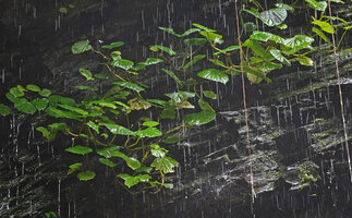 Begonia sp, stems with long internodes creeping on rock face under permanent outflow, Waisia waterfall, Seram, Moluccas