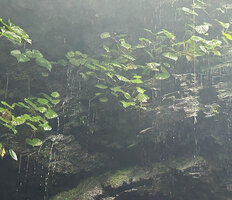 Begonia sp, water permanently flowing on the leaves, Waisia waterfall, Seram, Moluccas