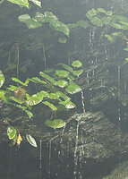 Begonia sp, water permanently flowing on the surface of the leaves, Waisia waterfall, Seram, Moluccas