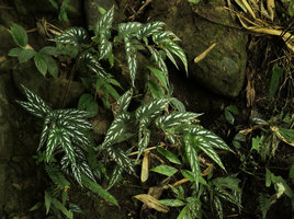 Begonia mariachristinae, looking like a beautiful silvery white refractive  patched form of Begonia longifolia, Putao, Kachin, Myanmar
