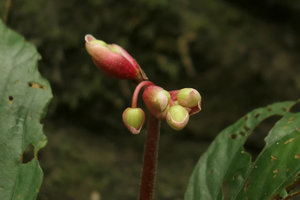 Begonia sp., inflorescence, Putao, Kachin, Myanmar
