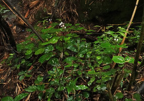 Begonia vermeulenii in habitat, male inflorescences, Sarambu Sikore waterfall, Tana Toraja, South Sulawesi