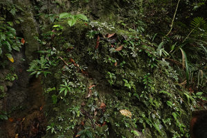 Begonia cf. gemella and a silver leaved Elatostema on a big mossy limestone boulder in forest understory, Camba, Maros, South Sulawesi