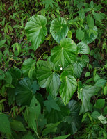 Begonia hooveriana at forest edge, Bambapuang, Enrekang, South Sulawesi