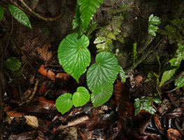 Begonia ozotothrix at the base of a limestone rock, Camba, Maros, South Sulawesi