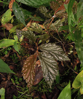 Begonia sp., brown pink spotted form, Karawari, East Sepik, Papua New Guinea