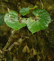 Begonia hooveriana, dry open hanging capsules, Buntu Londa, Tana Toraja, South Sulawesi