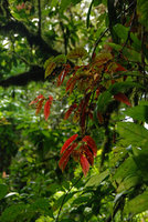 Begonia sp; epiphyte, Sierra do Mar, Brazil
