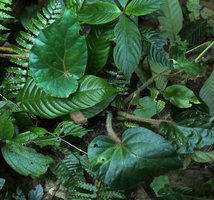 Begonia sp., faint blue iridescence and densely hairy petioles, Putao, Kachin, Myanmar