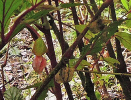 Begonia calliantha, female flower and mature dry fruits, Rondon Ridge, 2000 m asl, Mount Hagen, Papua New Guinea