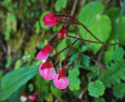 Begonia sp., female flowers, Acul, Nebaj, Quiche, Guatemala