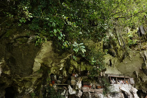 Begonia hooveriana, flowering individual just above the sepultures buried in the karst, Buntu Londa, Tana Toraja, South Sulawesi
