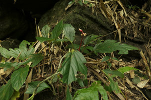 Begonia sp., flowering individual, Putao, Kachin, Myanmar