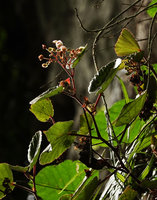 Begonia siregarii, flowering stem with basal female flowers and much branched male part of inflorescence,  base of Gunung Kongkang, Buntu Pune, Tana Toraja, South Sulawesi