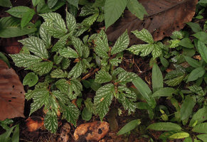 Begonia sp., green form with silver white refringent spots, Karawari, East Sepik, Papua New Guinea