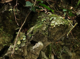 Begonia siccacaudata individuals on limestone rocks, Bantimurung, South Sulawesi