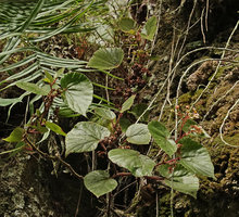 Begonia siregarii, inflorescences, some of them congested along the stem, base of Gunung Kongkang, Buntu Pune, Tana Toraja, South Sulawesi
