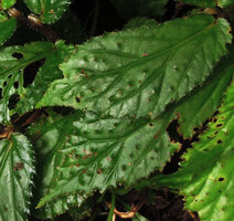 Begonia sp., leaf adaxial surface with bumps ending in translucent stiff hairs acting like optic fibers and resulting in higher chlorophyll concentration around the base of the hair, Karawari, East Sepik, Papua New Guinea