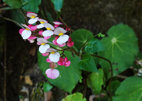Begonia sp. ,male flowers at anthesis with bright white inner surface of tepals and unopened female flowers, Acul, Nebaj, Quiche, Guatemala