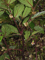 Begonia calliantha, mature fruits and female flower, Rondon Ridge, 2000 m asl, Mount Hagen, Papua New Guinea