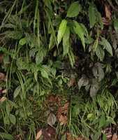 Begonia sp., mixed population of green, brown and brown white spotted forms, Karawari, East Sepik, Papua New Guinea