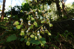 Begonia popenoei, an escaped Central American species,  much branched inflorescence, male flowers at anthesis and maturing fruits, base of Buntu Burake, Tana Toraja, South Sulawesi