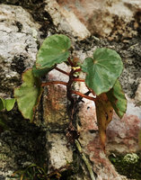 Begonia sp. nov., an individual with silver blotches along leaf margin, Buntu Burake, 1050 m asl, Makale, South Sulawesi