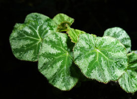 Begonia sp. nov., an individual with very silver blotched leaves due to empty epidermal cells filled with gaz, Buntu Burake, Makale, 1050 m asl, South Sulawesi